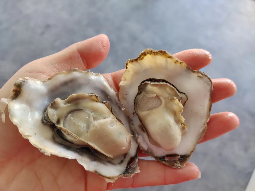 莒县到日照拼车群
